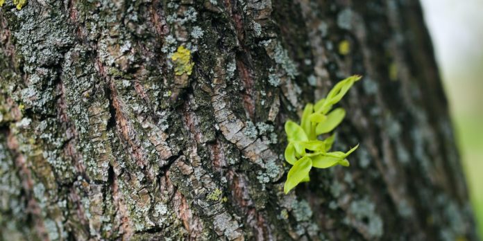 Health Benefits of Willow Bark