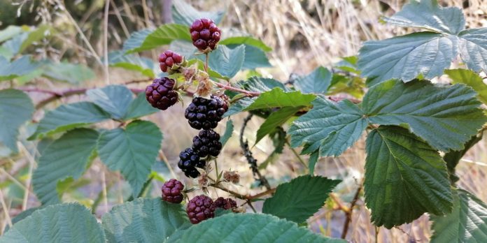 Health Benefits of Boysenberries