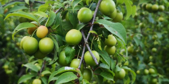 Shocking Health Benefits of Hog Plum