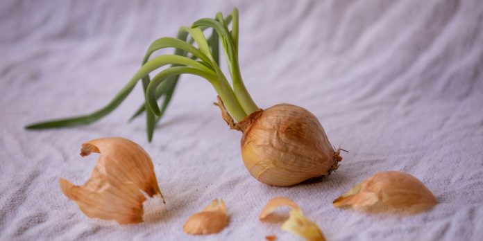 Amazing Health Benefits of Garlic Scape