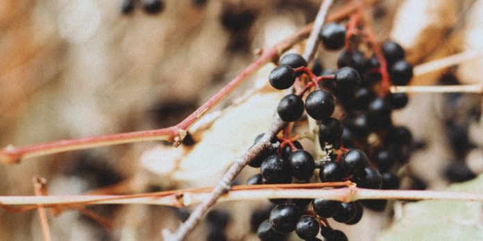 What You Don't know About Elderberry