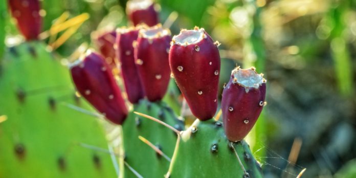 What Have You Heard About Prickly Pear?