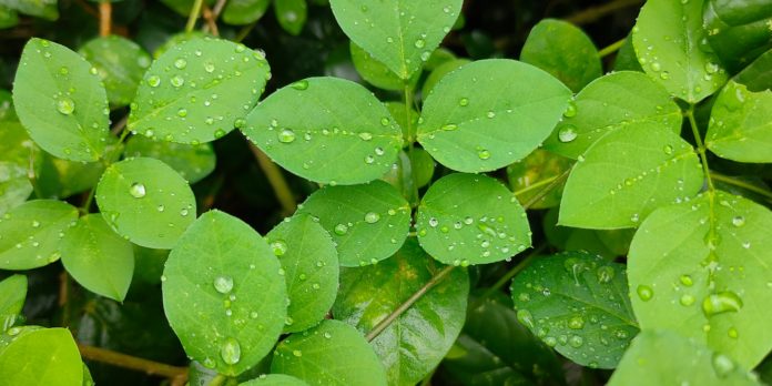 Cleaver Plant: Health Benefits & Side Effects