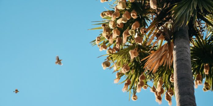 palmyra fruit