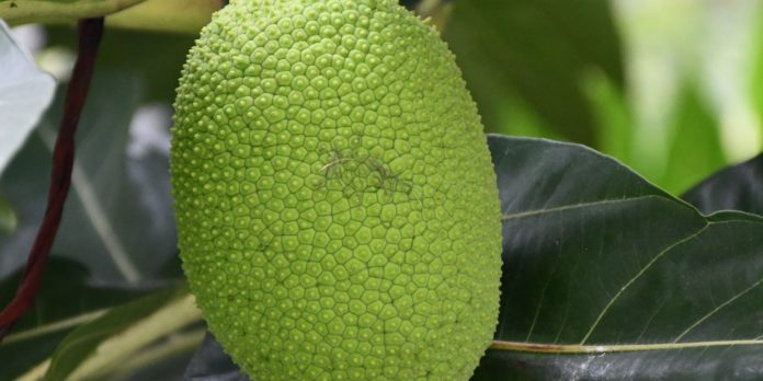 Astonishing Health Benefits of Marang Fruit