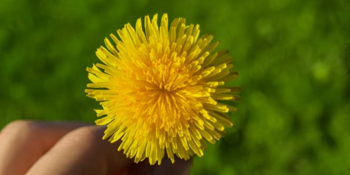 Health Benefits of Dandelion Greens