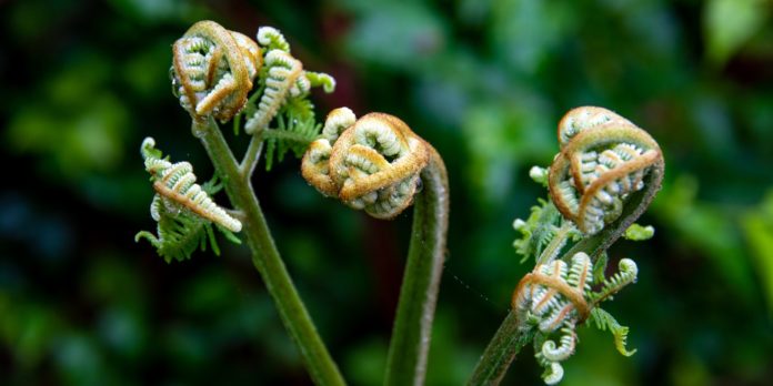 Get Some Fiddlehead Ferns Today