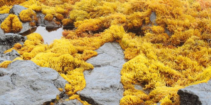 How Much Do You Know About Kelp?