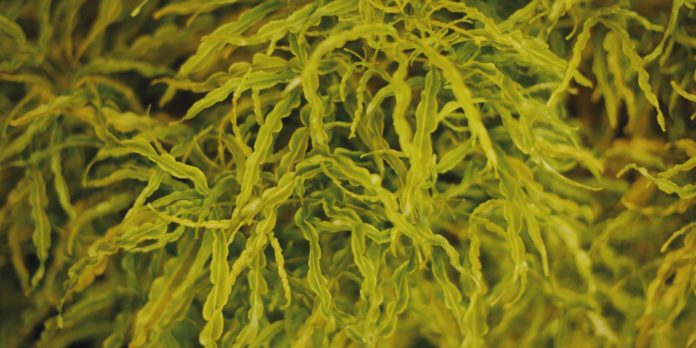 Do You Know Seaweeds Are Highly Nutritious?