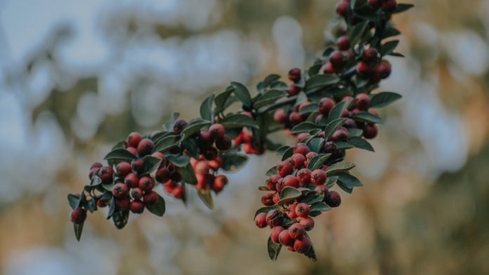 When Last Did You Eat a Juneberry?