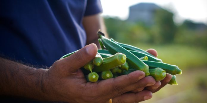 Health Benefits of Drinking Okra Water