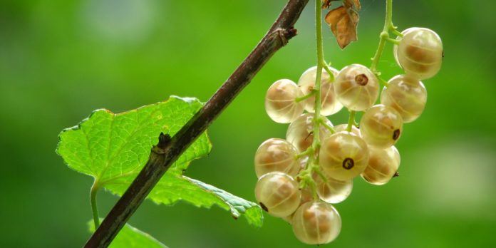 7 Amazing Health Benefits of Gooseberries