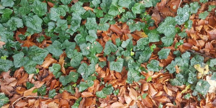 6 Health Benefits of Ground Ivy