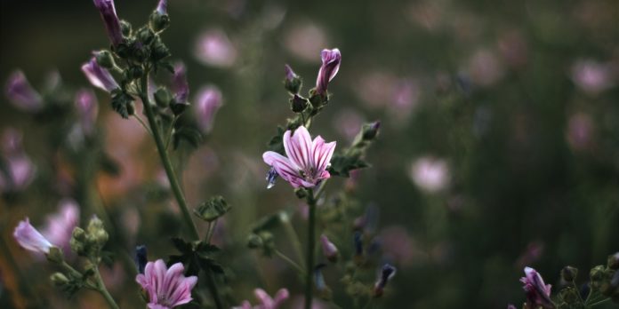 7 Health Benefits of Common Mallow