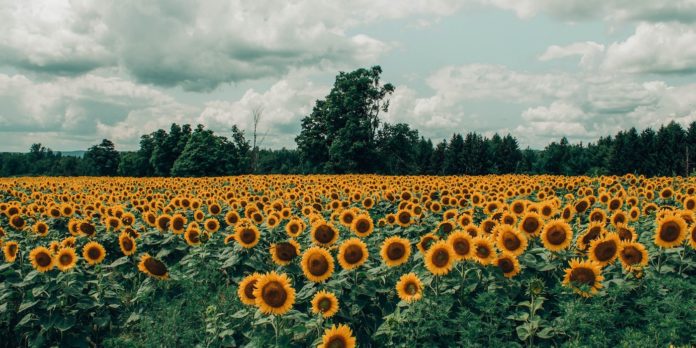 wild sunflower health benefits