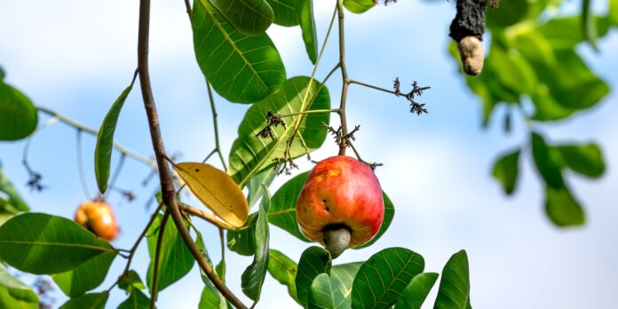 Benefits of cashew nuts